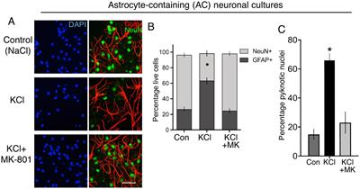 Differential splicing choices made by neurons and astrocytes and their importance when investigating signal-dependent alternative splicing in neural cells